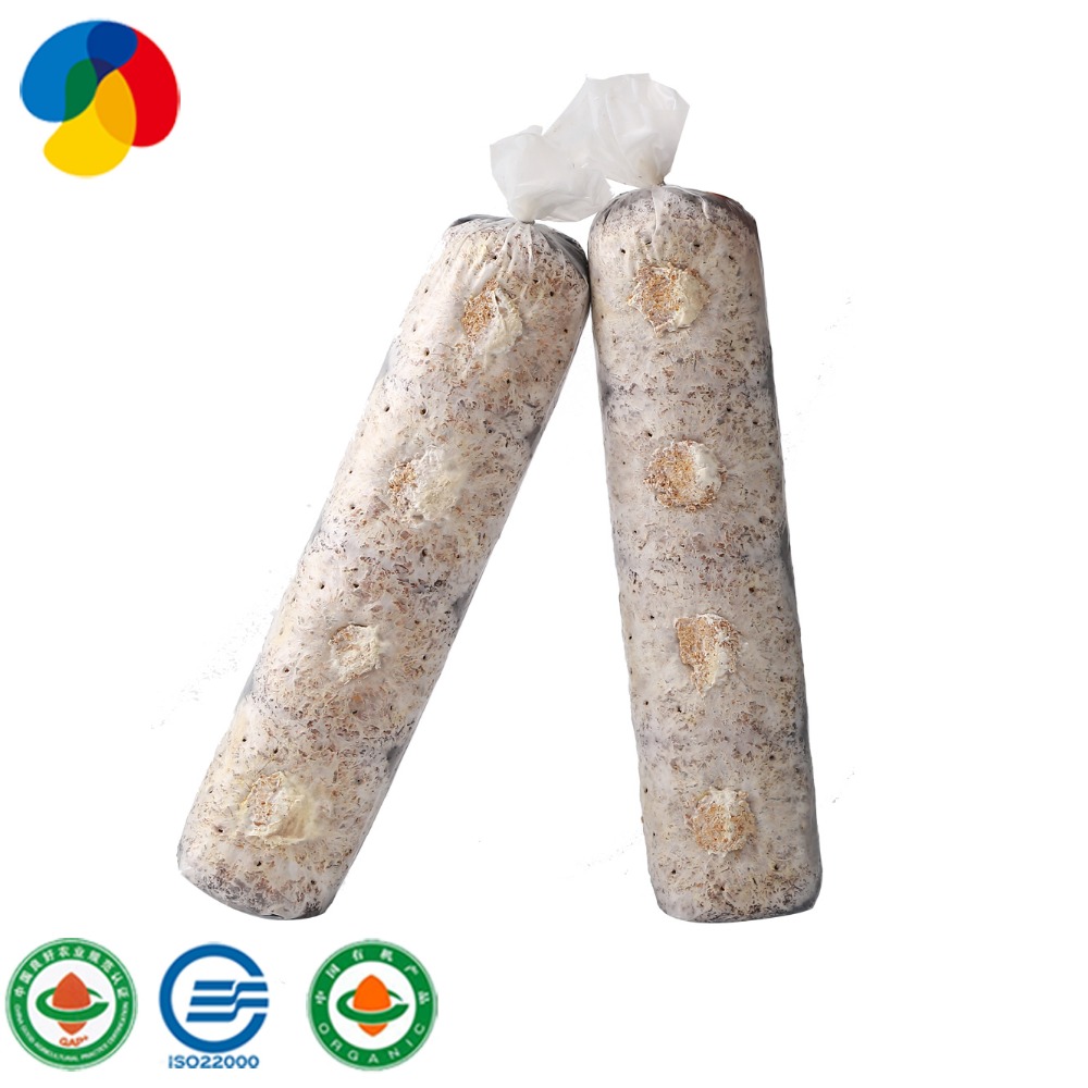 Organic shiitake mushroom kit for shiitake mushroom farm