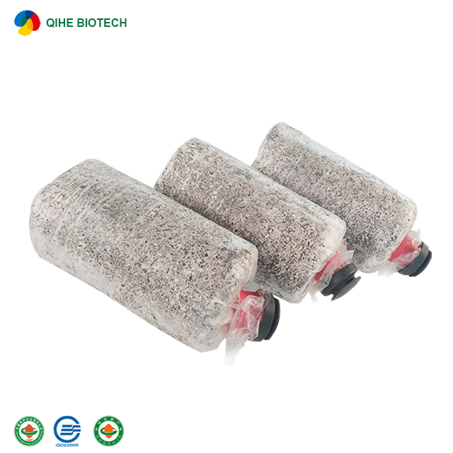 Factory Direct Price Fresh Oyster Mushroom Spawn